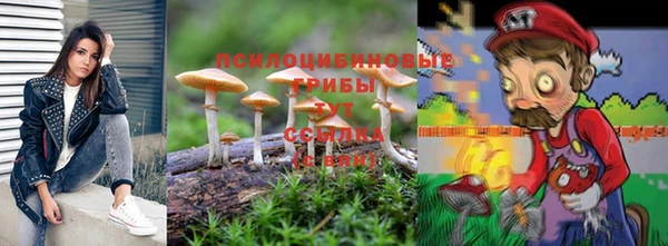 индика Каменногорск